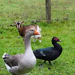 Cosy 4pers Rivière Animaux 25min Du Mans *