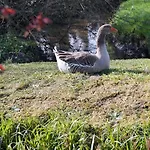 Cosy 4pers Rivière Animaux 25min Du Mans Chalet Duneau