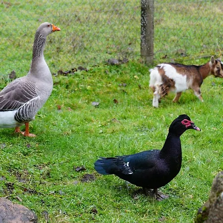 Horská chata Cosy 4pers Riviere Animaux 25min Du Mans *